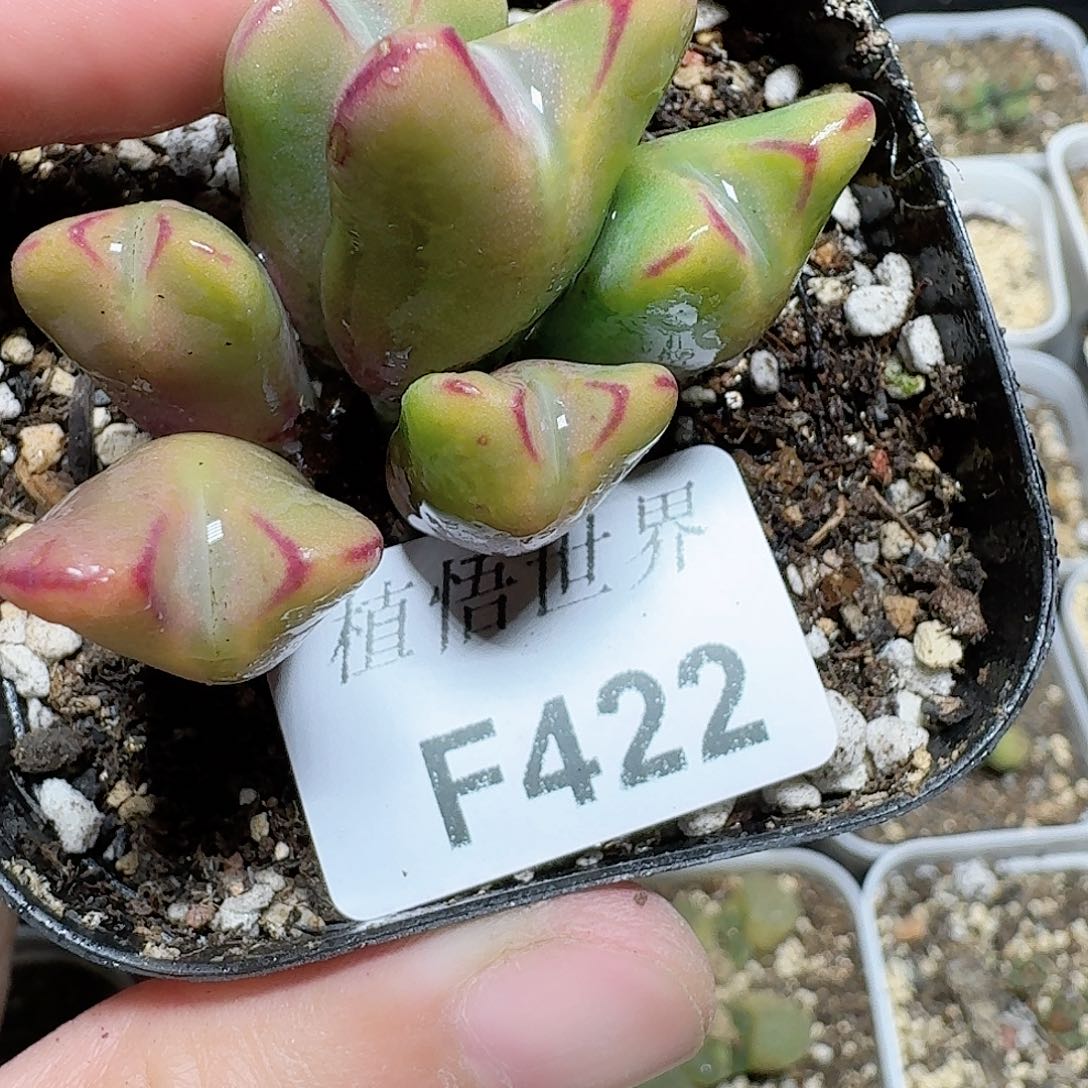 422号多肉植物f g