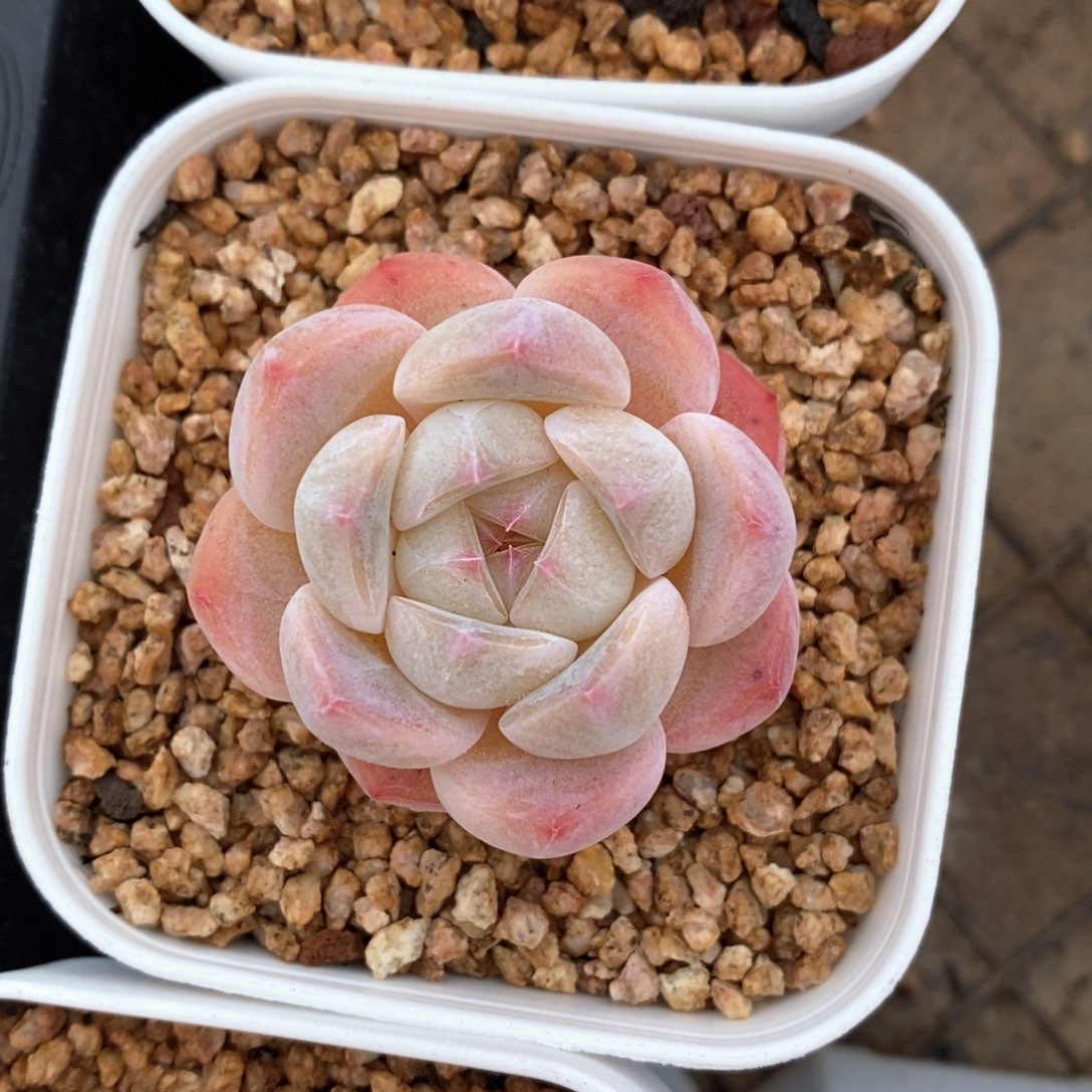 精品多肉一物一拍不包整049