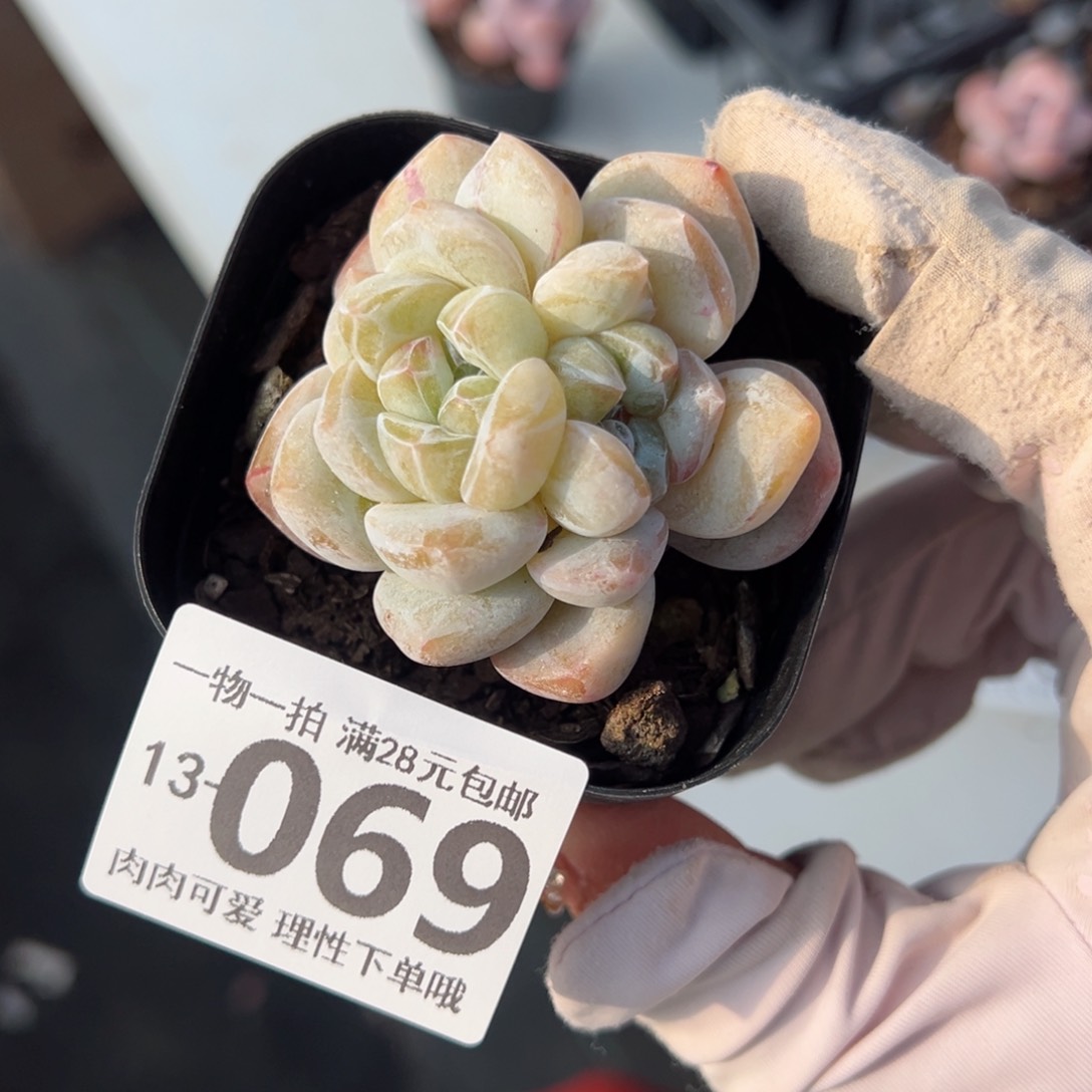 霜花，多肉多肉多肉