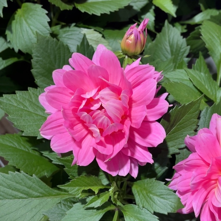 全部花苞藕荷色小丽花