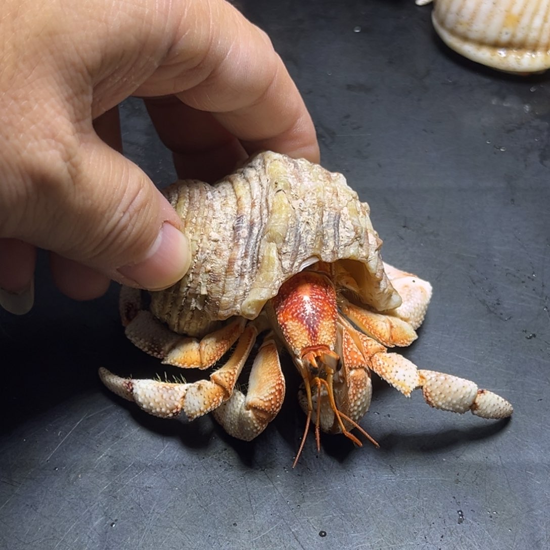 闪13号毛球2.8口径