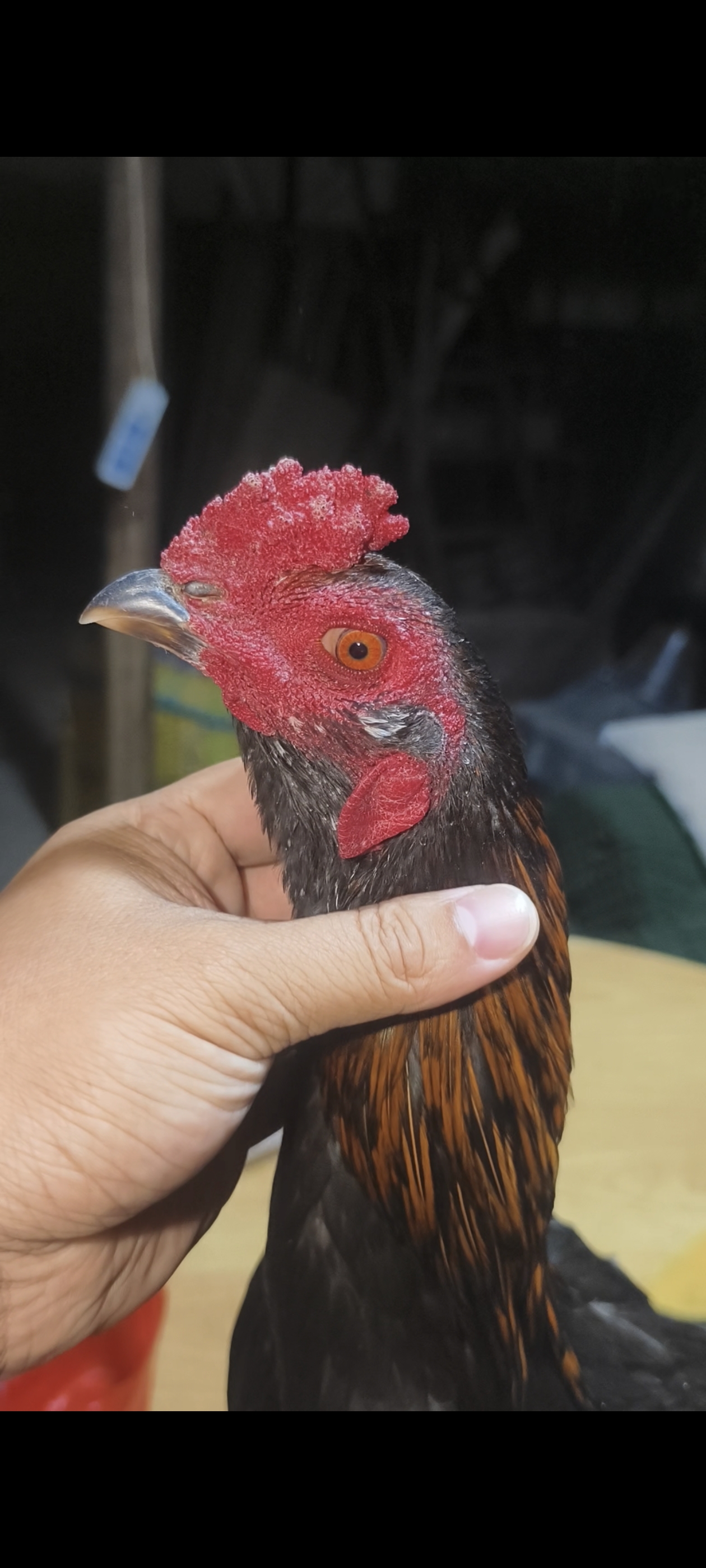 越缅骨架5.12斤，八个月种苗。功夫好。