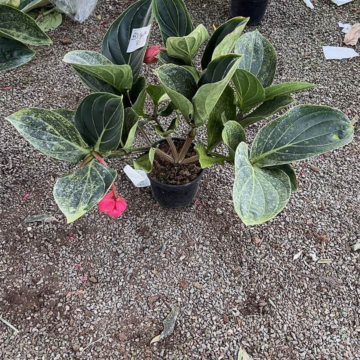 王***糖少量花朵（建议范围：2朵-5朵 或40%以下）