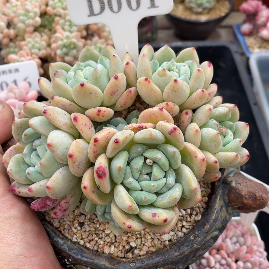 001望舒不带盆14厘米