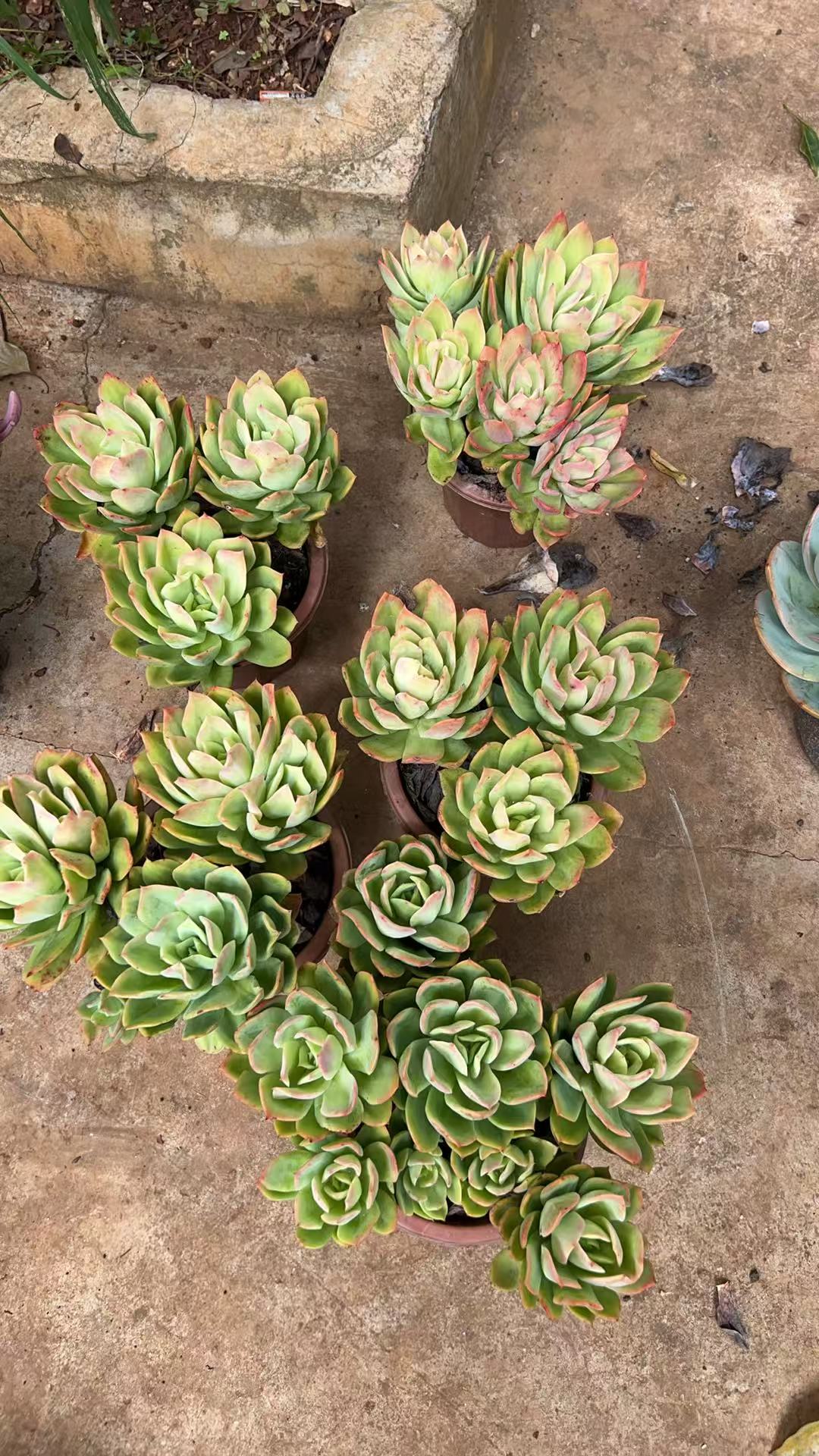 精品多肉   乔伊