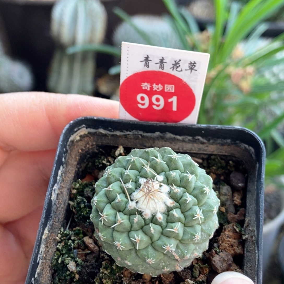实生菊水3cm一棵仙人球