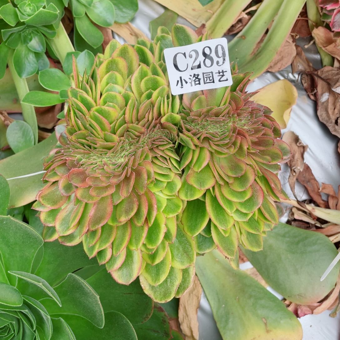 289号缀化多肉无根发货