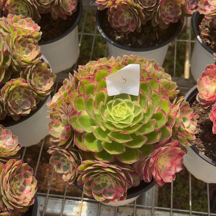 云南孔雀翎好看8号