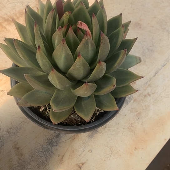 美肉特价活动开始啦