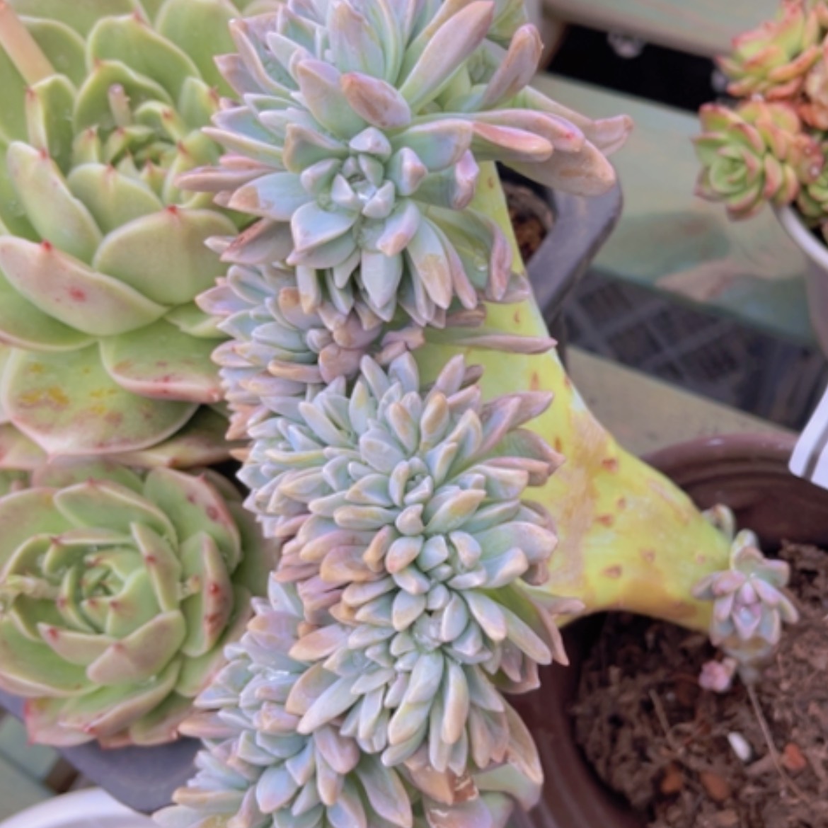 【闪购商品】淡雪缀0738