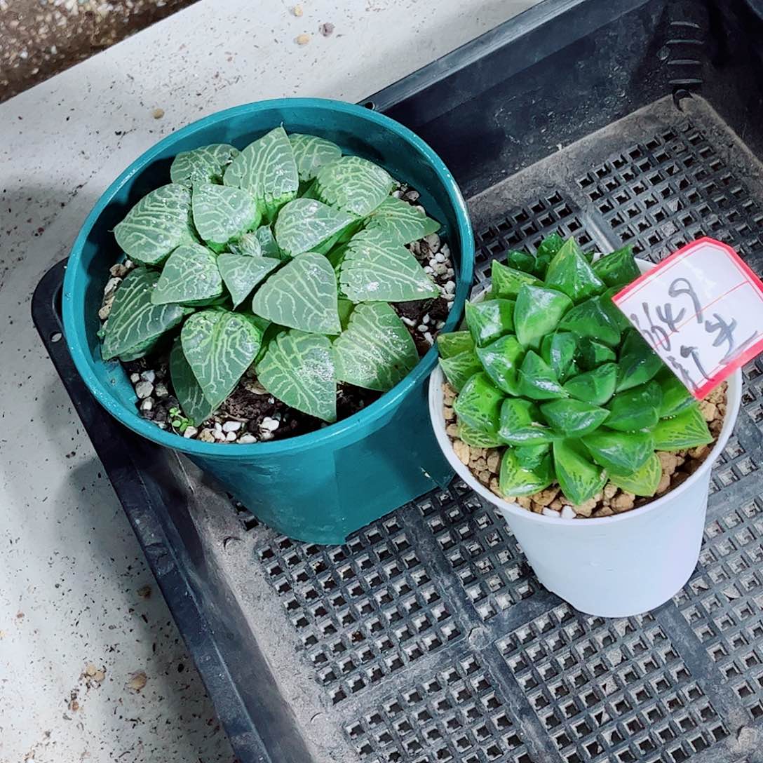 康平宝草一勿一拍