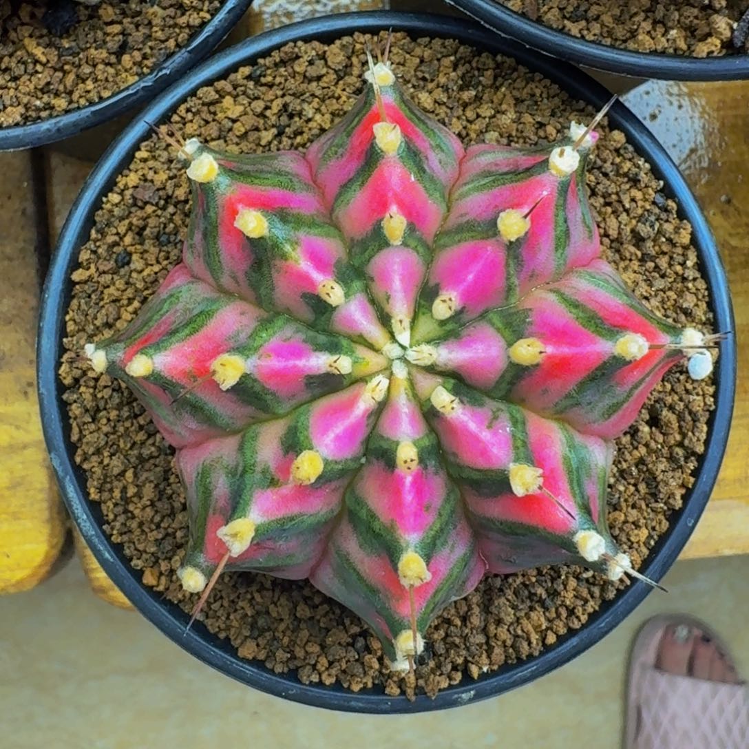 米哈星球00000000000008