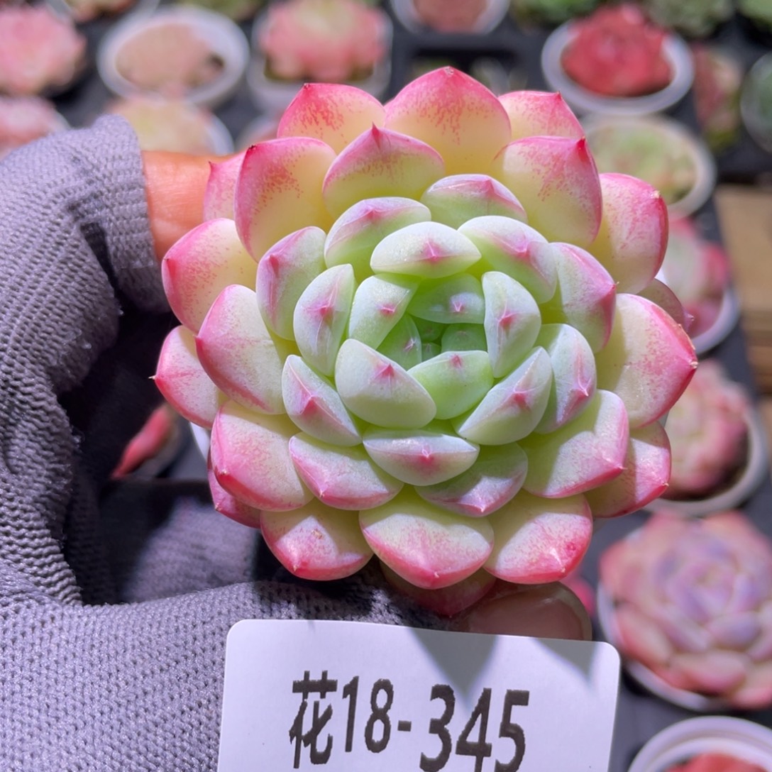 花利美18-345白桃汽水