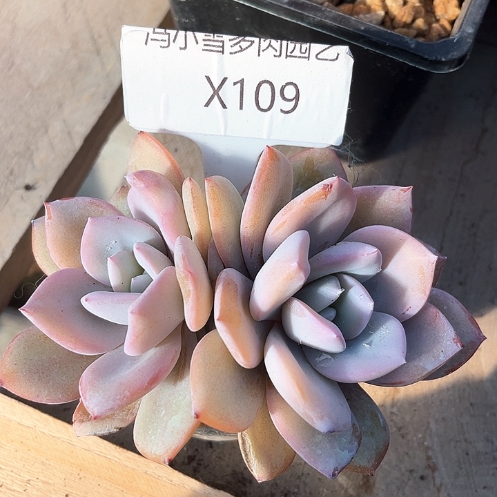 用****4我是第一百个为妖刀应援的阴阳师