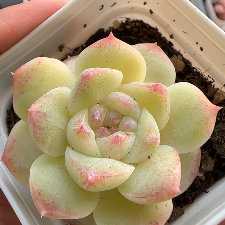 66绝绝子多肉一棵