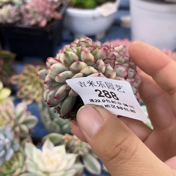 *****288麦秆锦缀化多肉植物