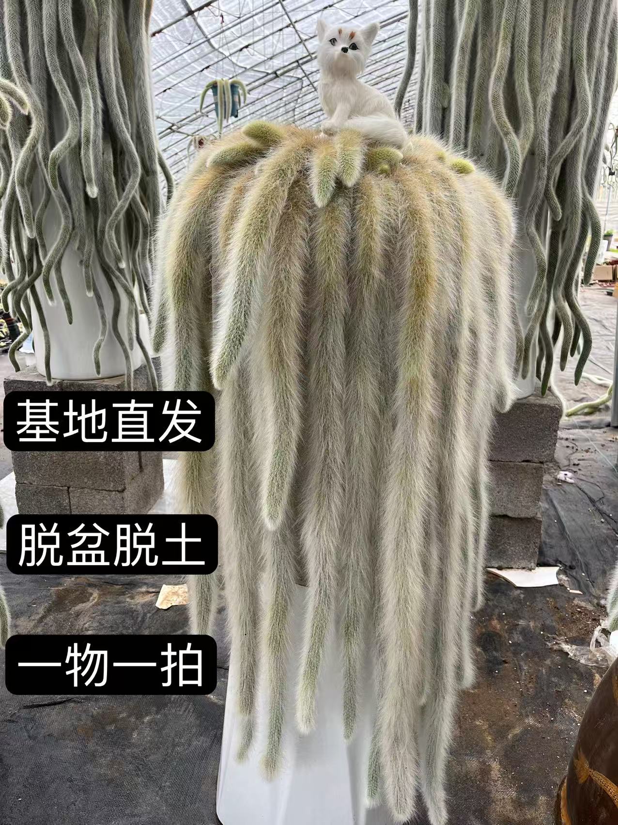 (一物一拍）九尾狐多肉开花植物适合阳台庭院