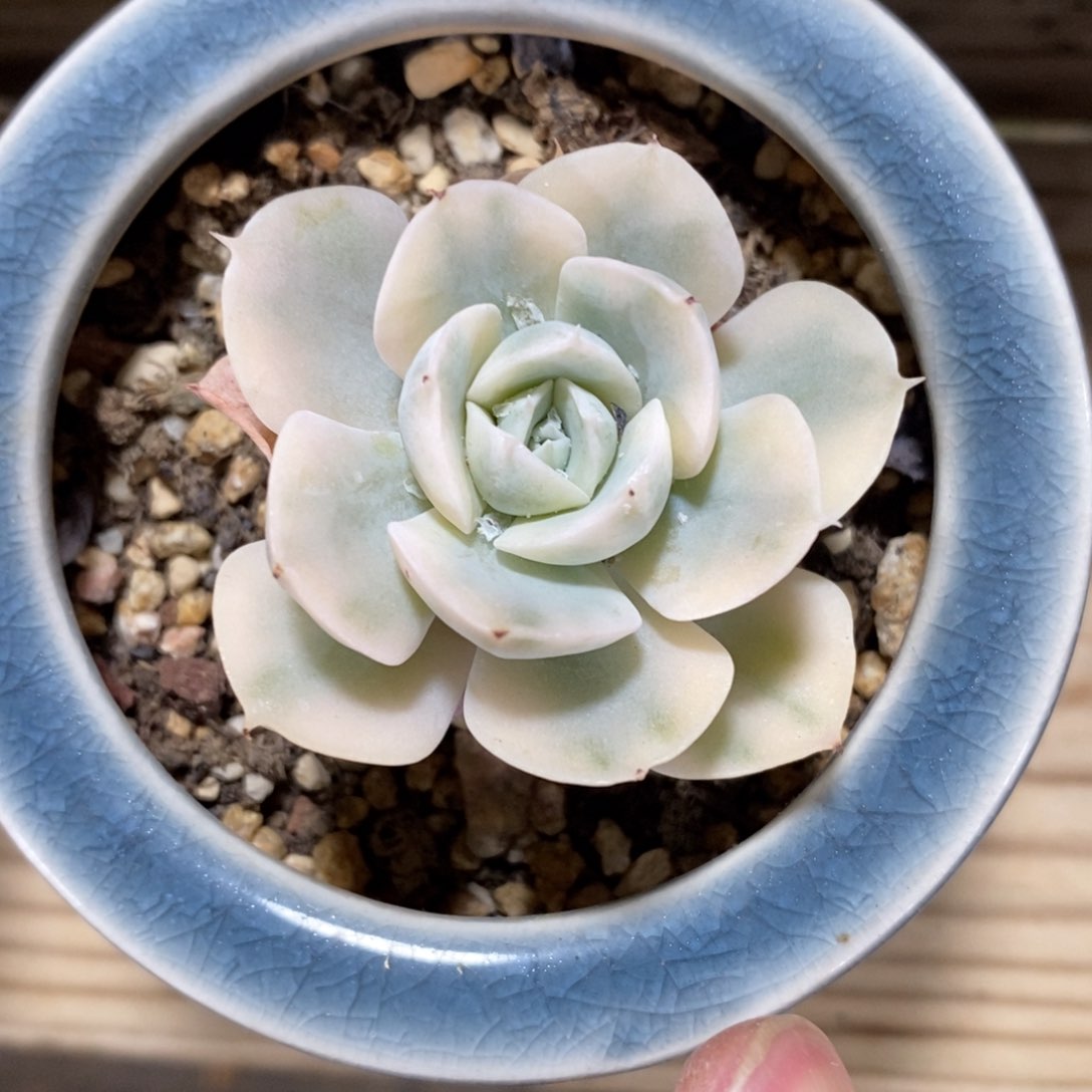 自助下单一物一拍，年后发可寄养问主播