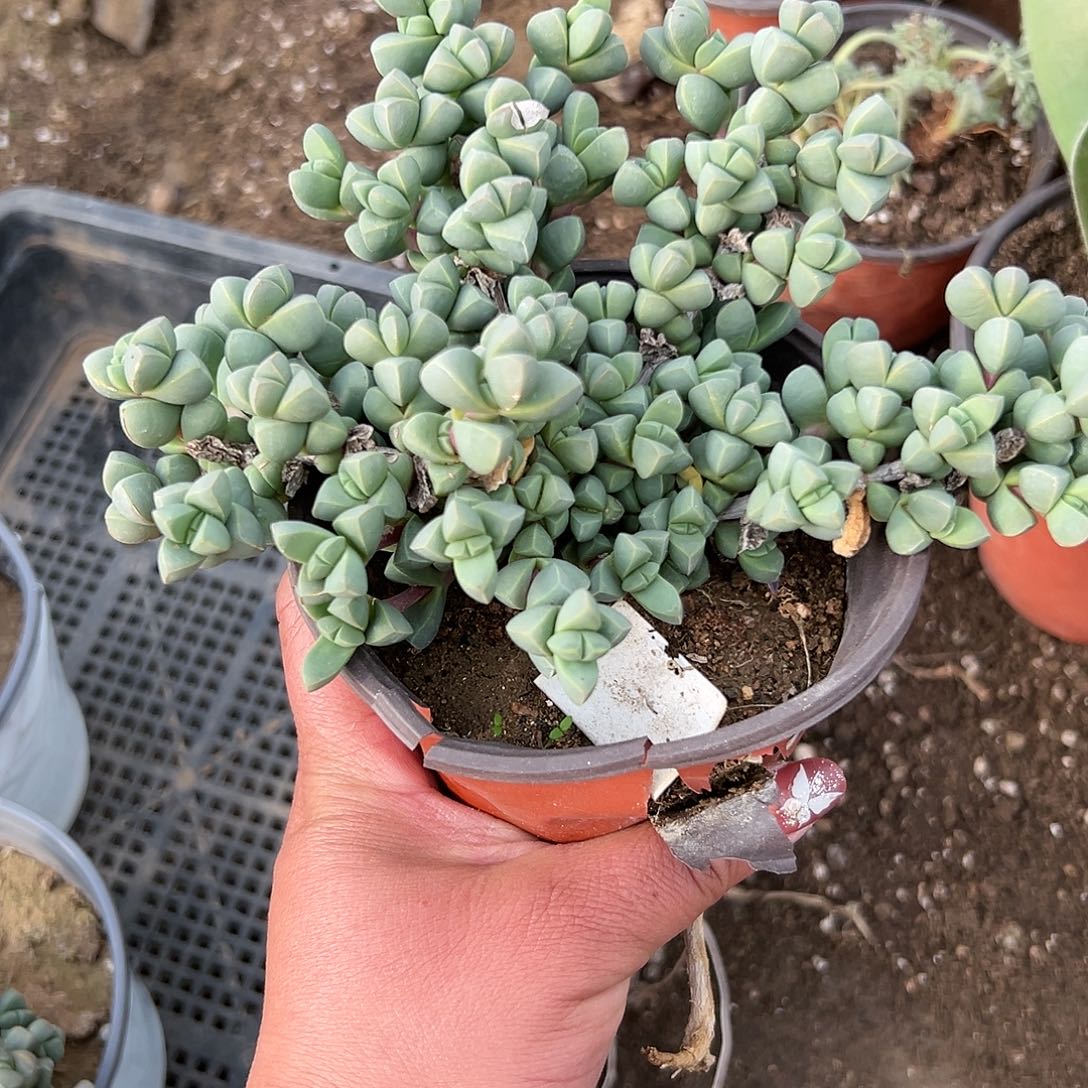 多肉植物鹿角海棠