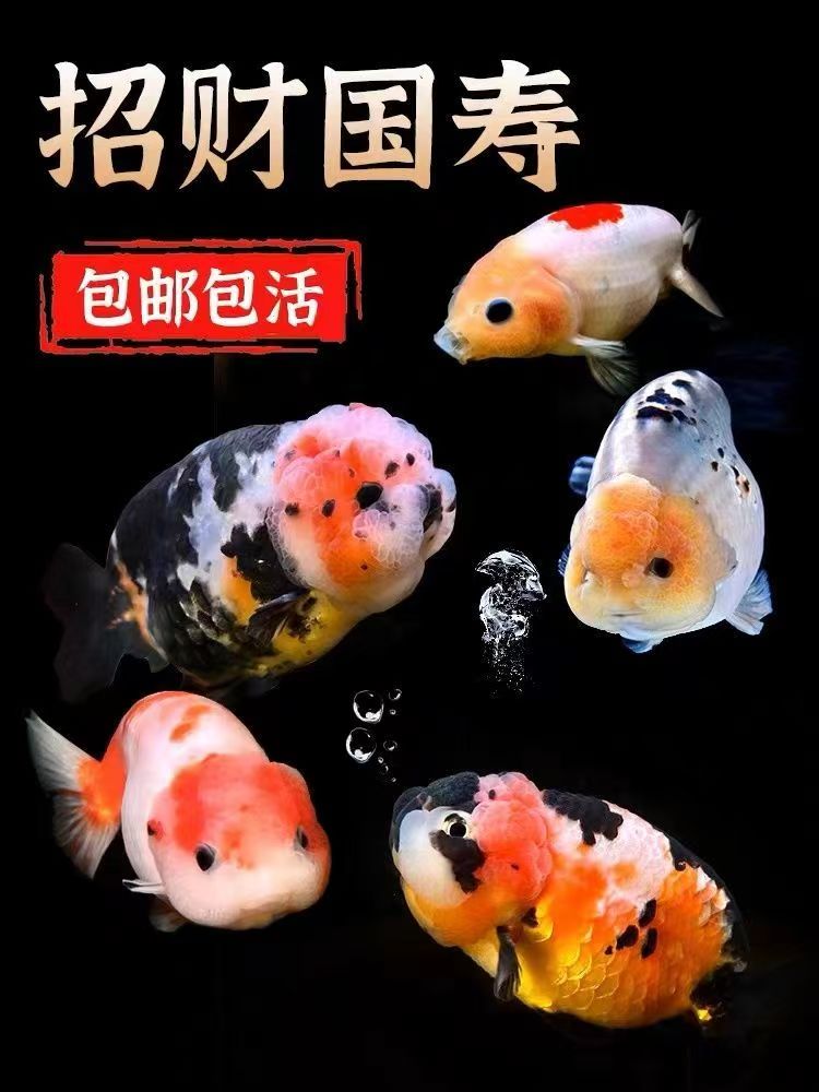 精品兰寿金鱼冷水鱼观赏鱼苗耐活小型淡水鱼好养兰寿