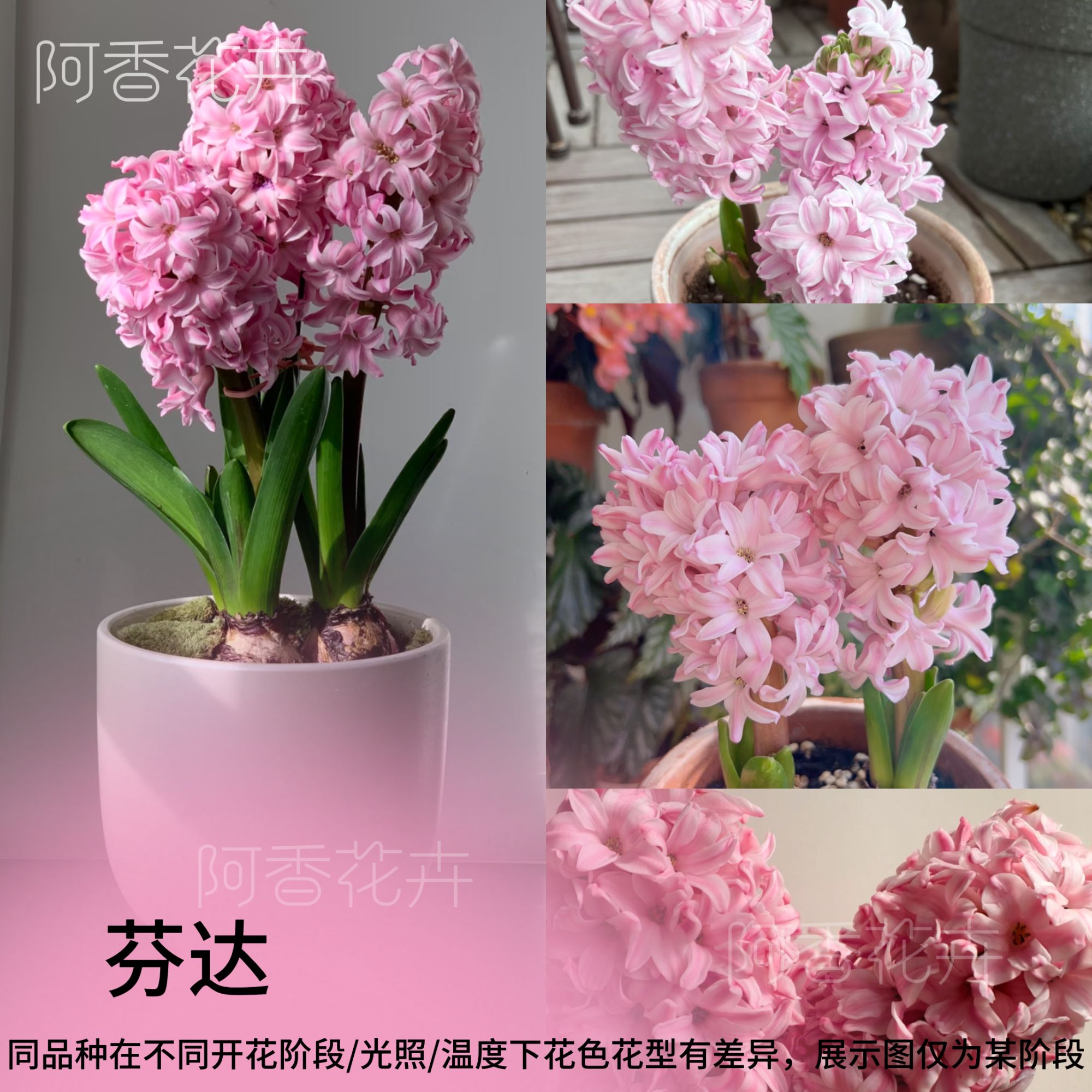 阿香花卉 水培风信子种球荷兰进口水培土培阳台办公室好养活，