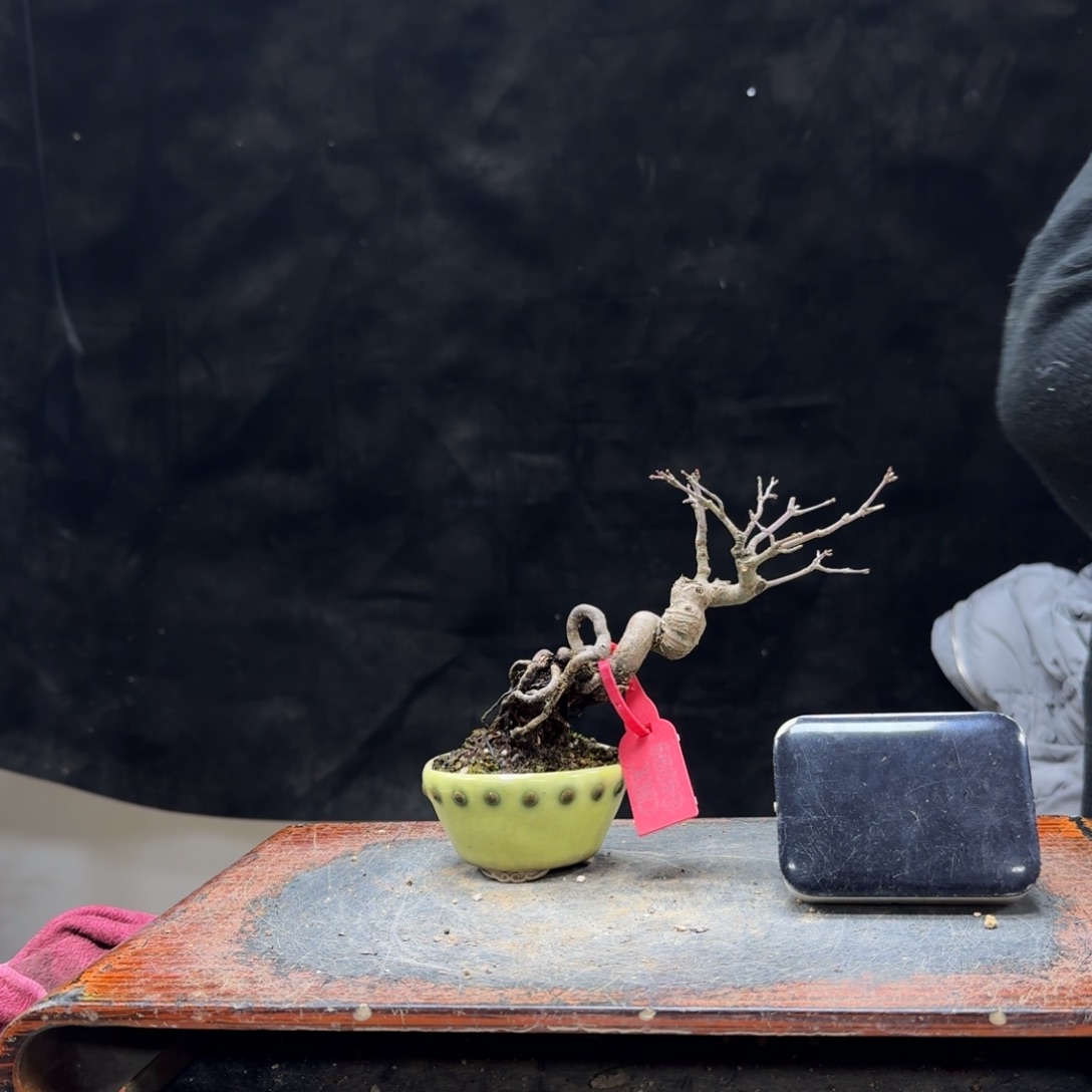 盆景顺丰到付不包邮真**釉320