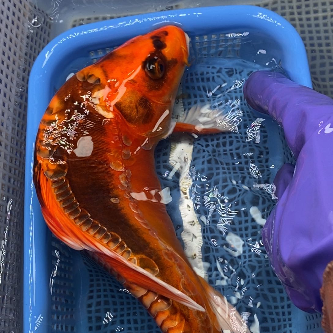 锦鲤冷水锦鲤包邮