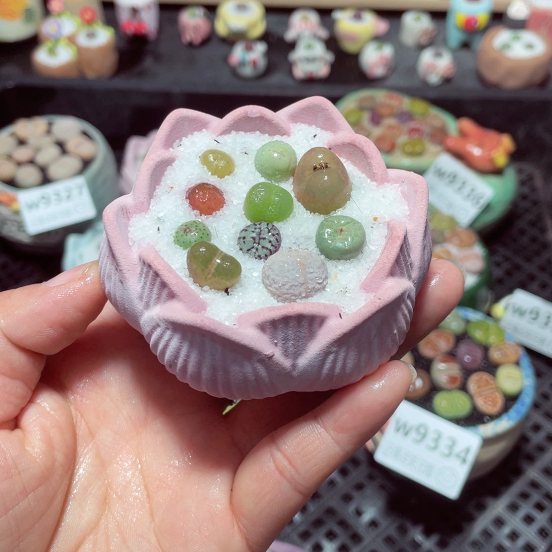 w9337 带盆土发货-零下地区拍保温箱