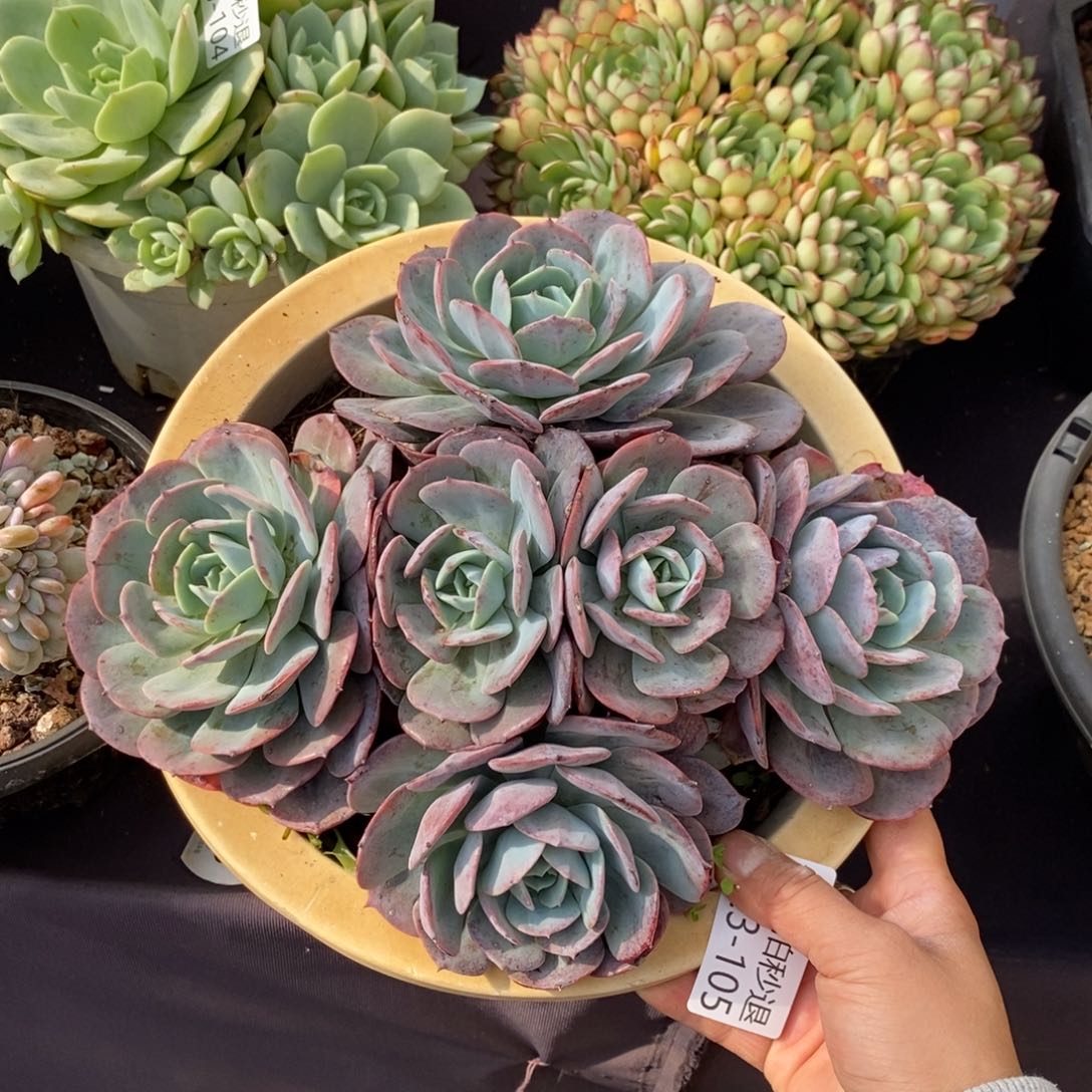 两单包邮1123-105台阁