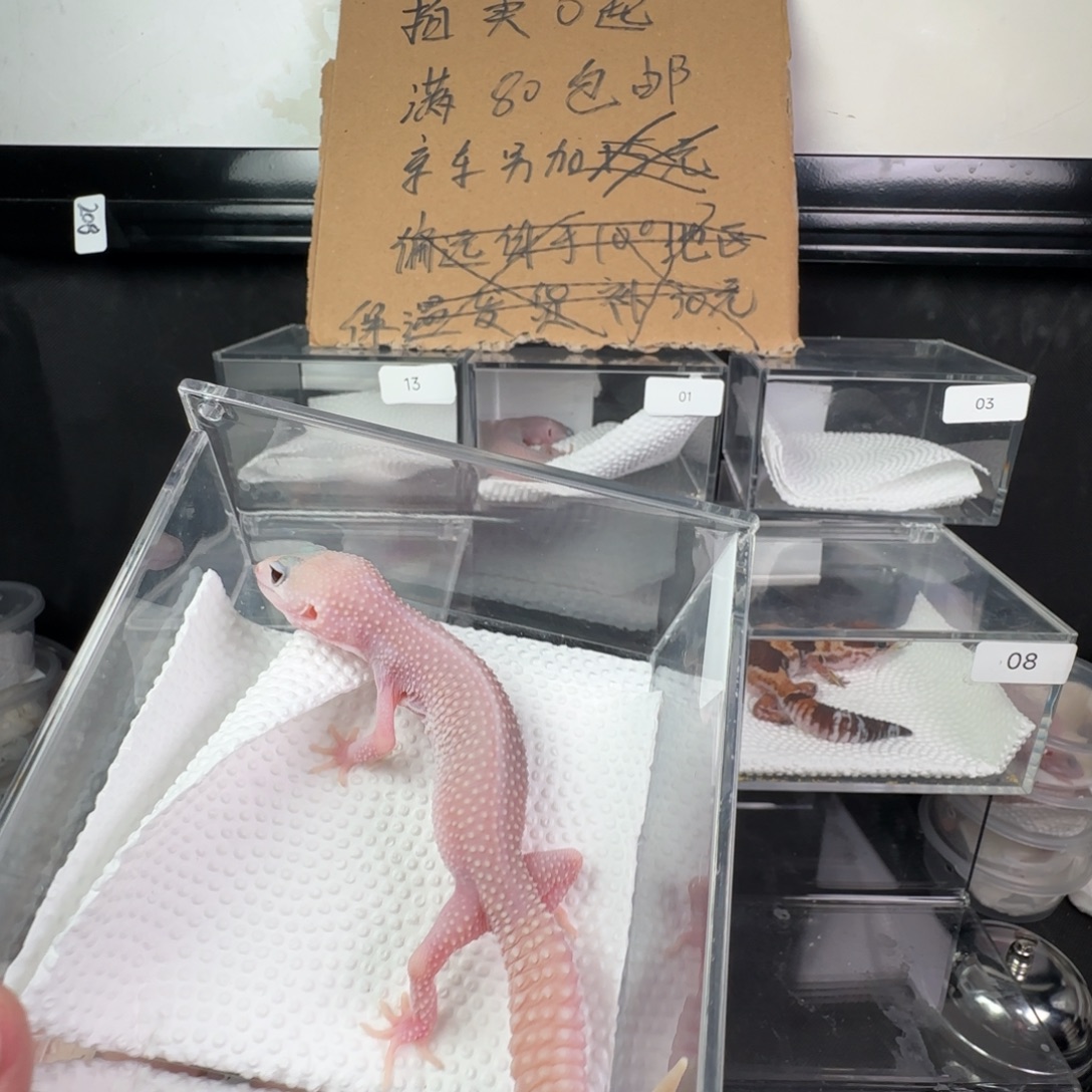 豹纹守宫恶魔白酒妹妹