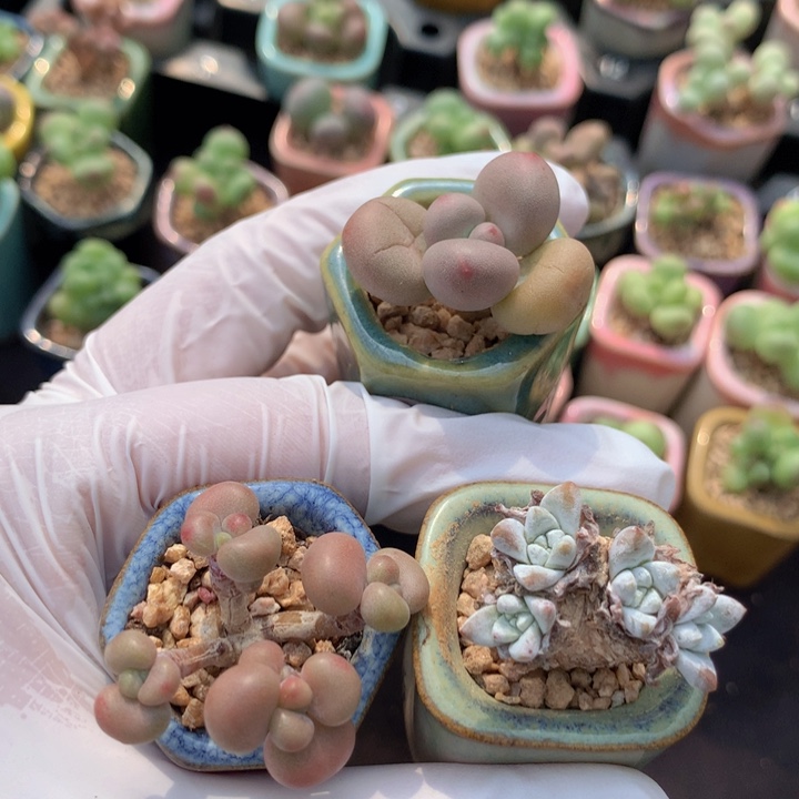 3棵一组 丸叶桃蛋6头+蛋黄奶+种播4头白菊