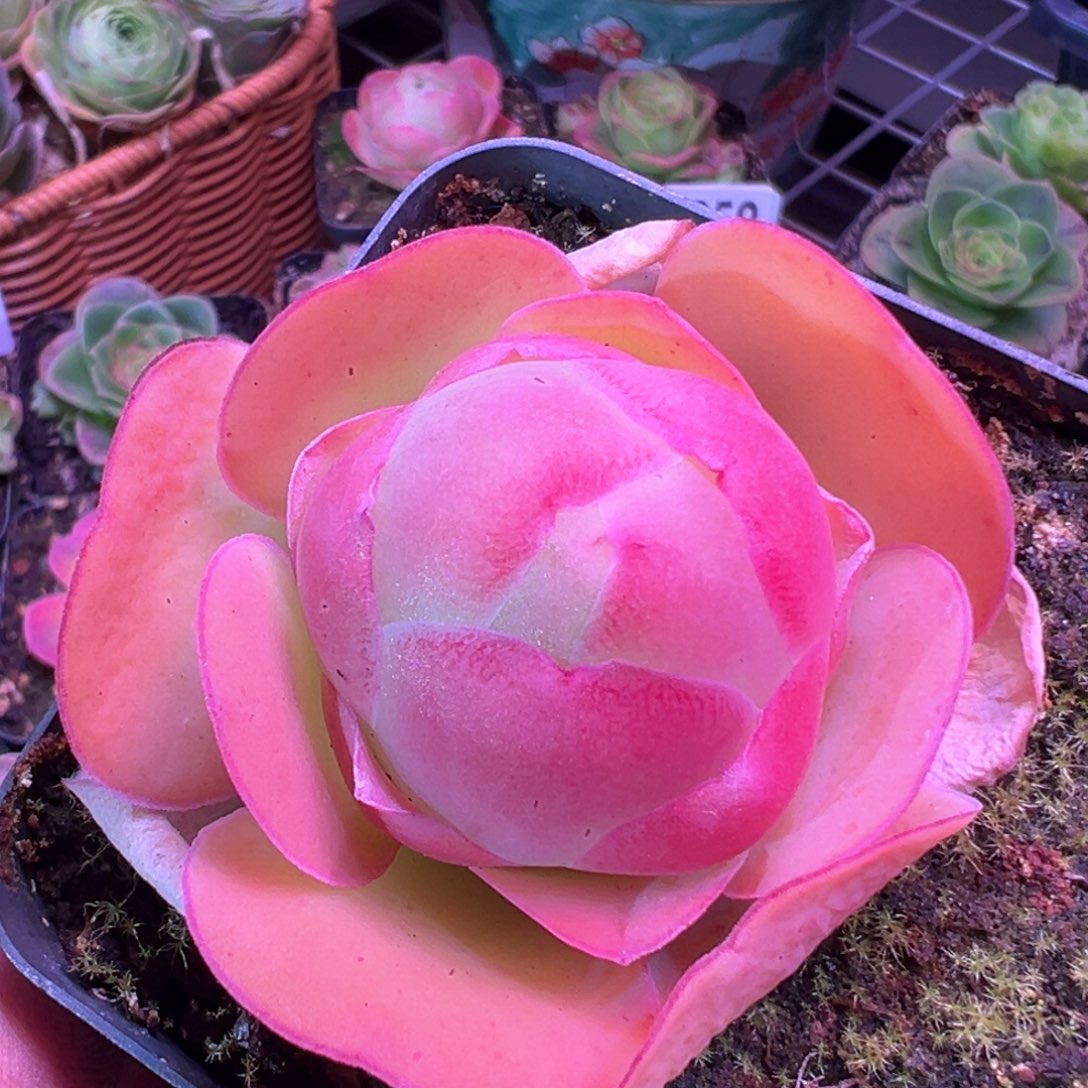 红唇889山地玫瑰多肉