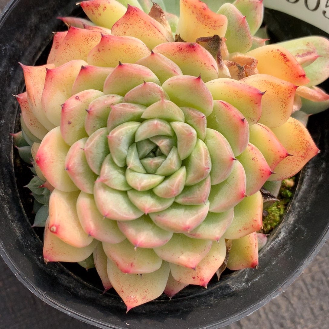 8905杂交多肉植物基地