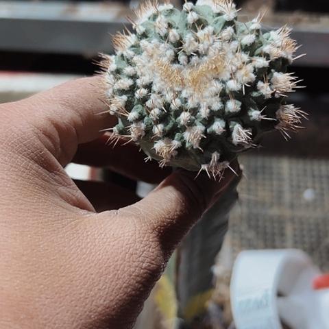 922仙人球菊水缀化的