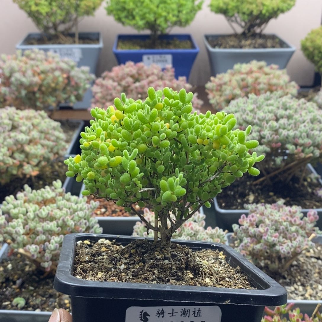 2096蜜橘糖球枝干