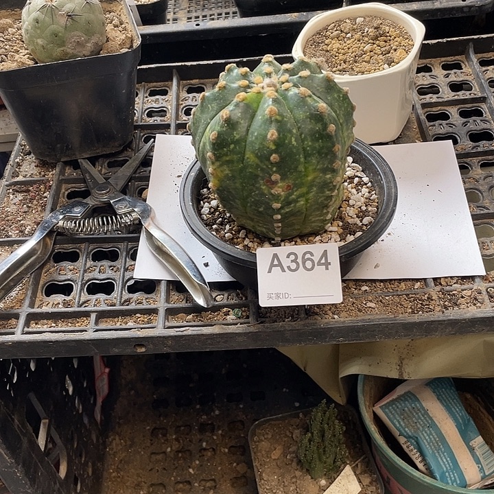 周瑾仙人球364号一