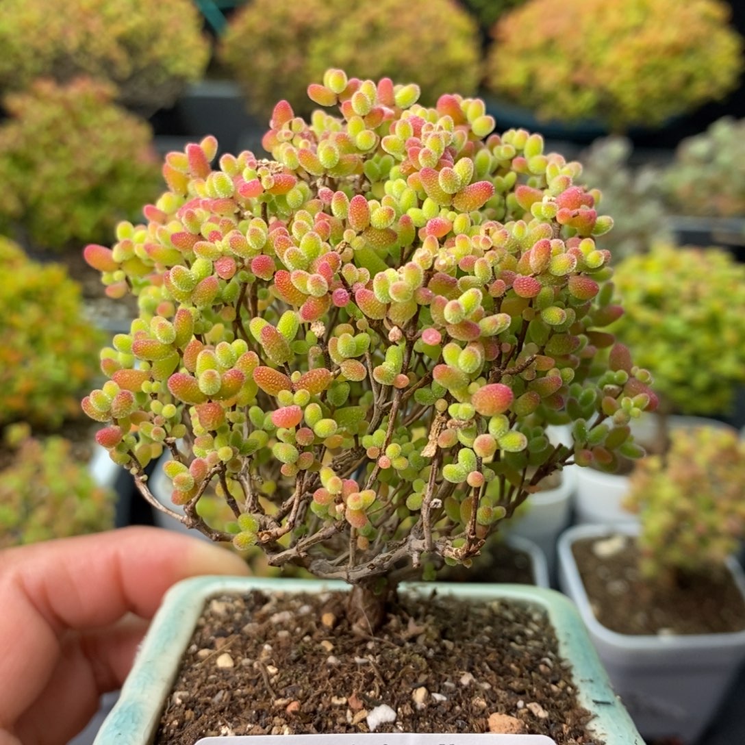 1931蜜橘糖球 。      