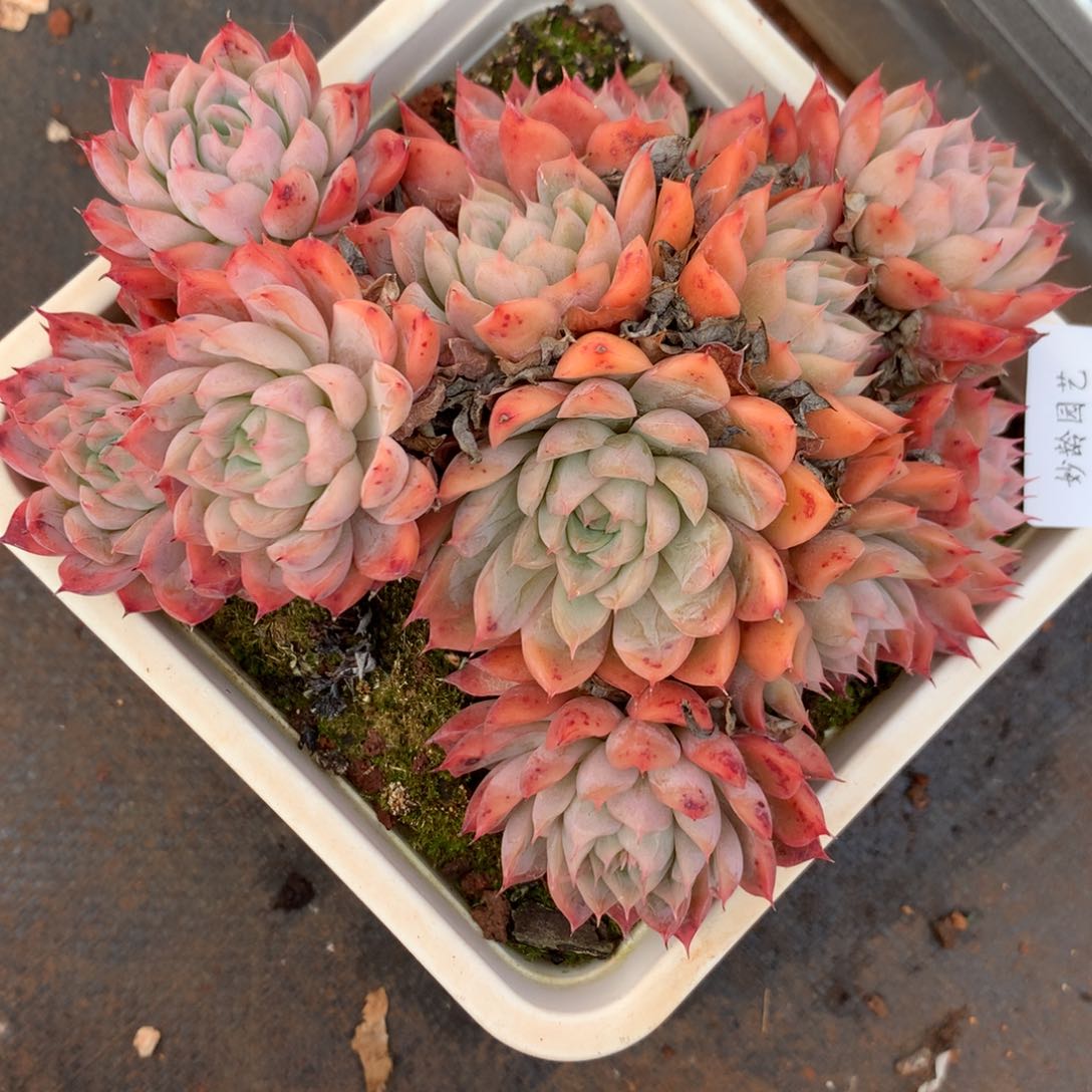 4686杂交多肉植物