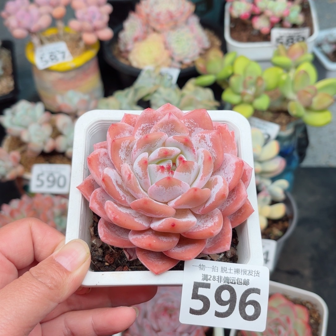 橙梦露无盆土发货