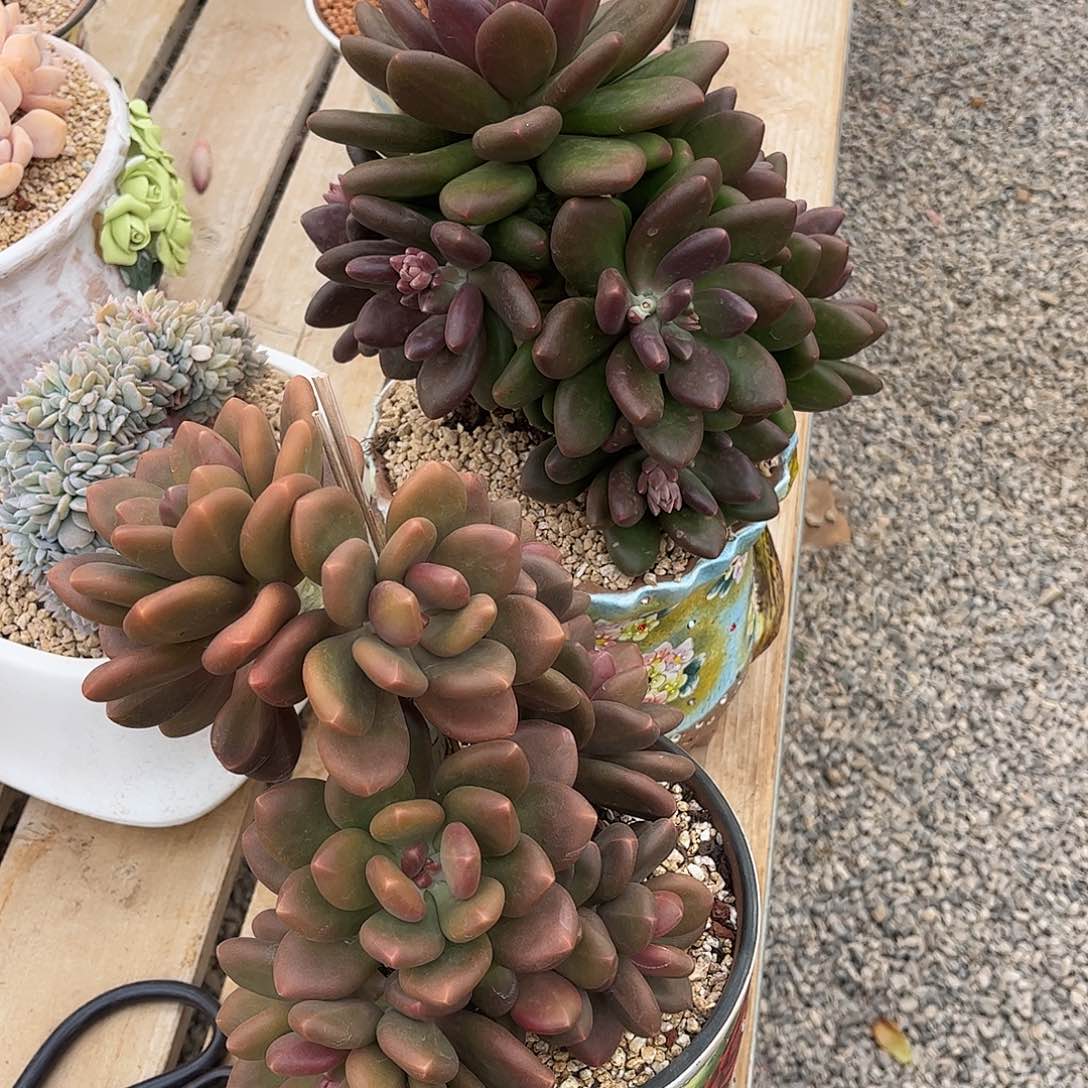 蔬**子寄养链接发货链接发货链接发货