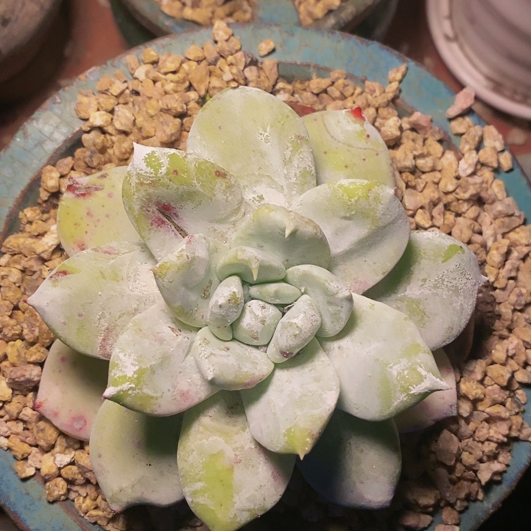 【闪购商品】哈哈哈哈牡丹苹果叶多肉1282