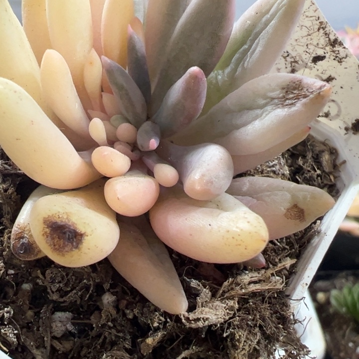 红蜻蜓阴阳锦多肉植物1563