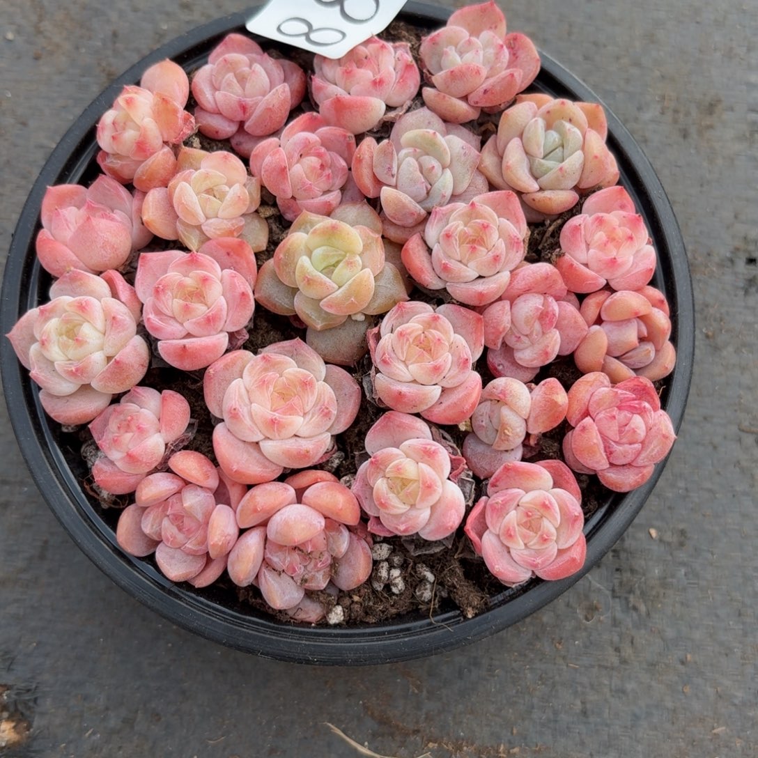 多肉植物多肉植物88