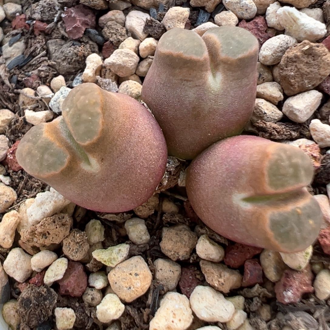 三头大肚子小可爱 肉锥植物