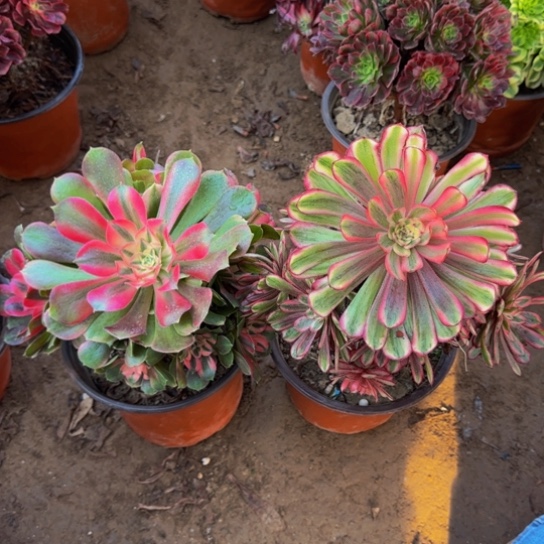 香妃法师9.9➕白月光9.9