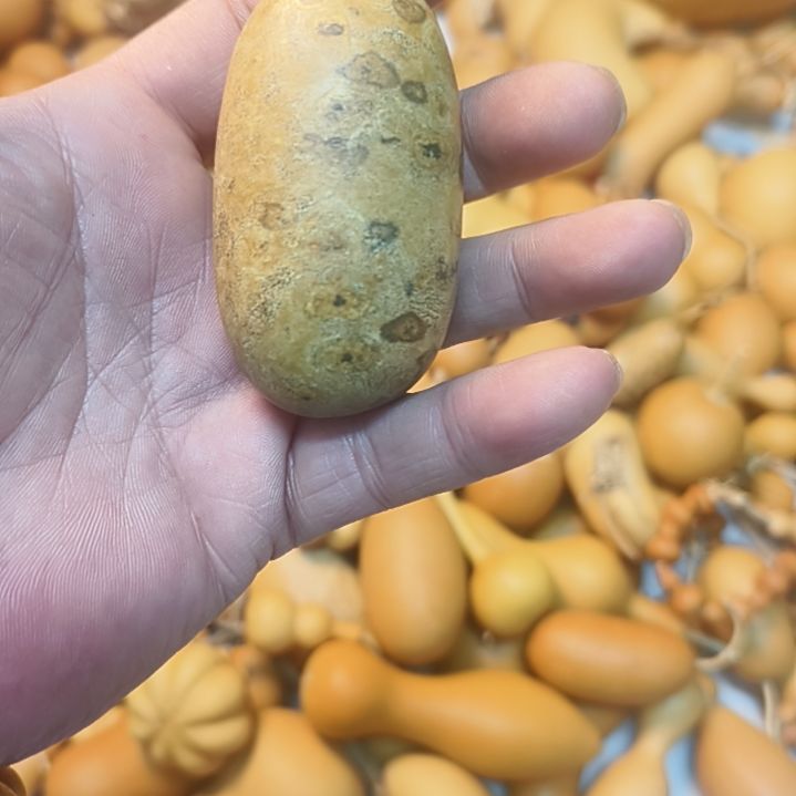 涵***涵花皮冬瓜花皮冬瓜