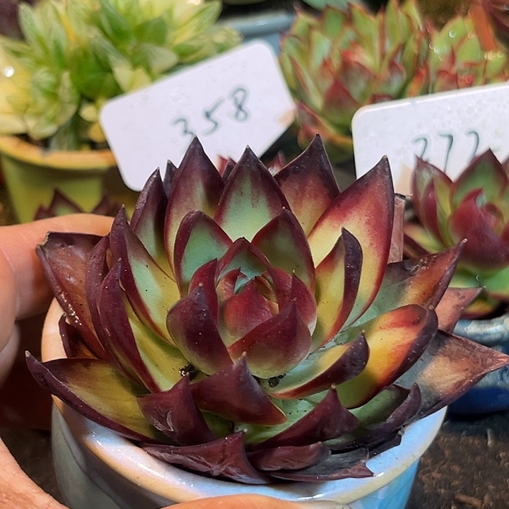 惊鸿一物一拍包装收缩花旱