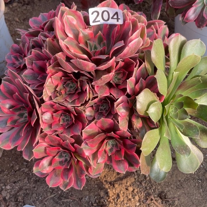 无花朵204多肉植物