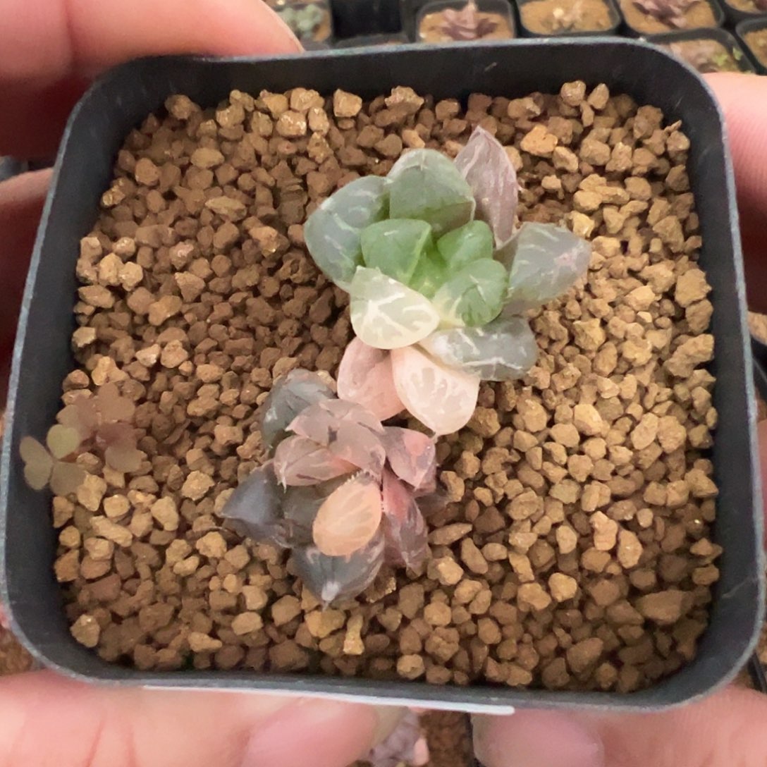 多肉植物专拍植物不退换 一物一拍 543