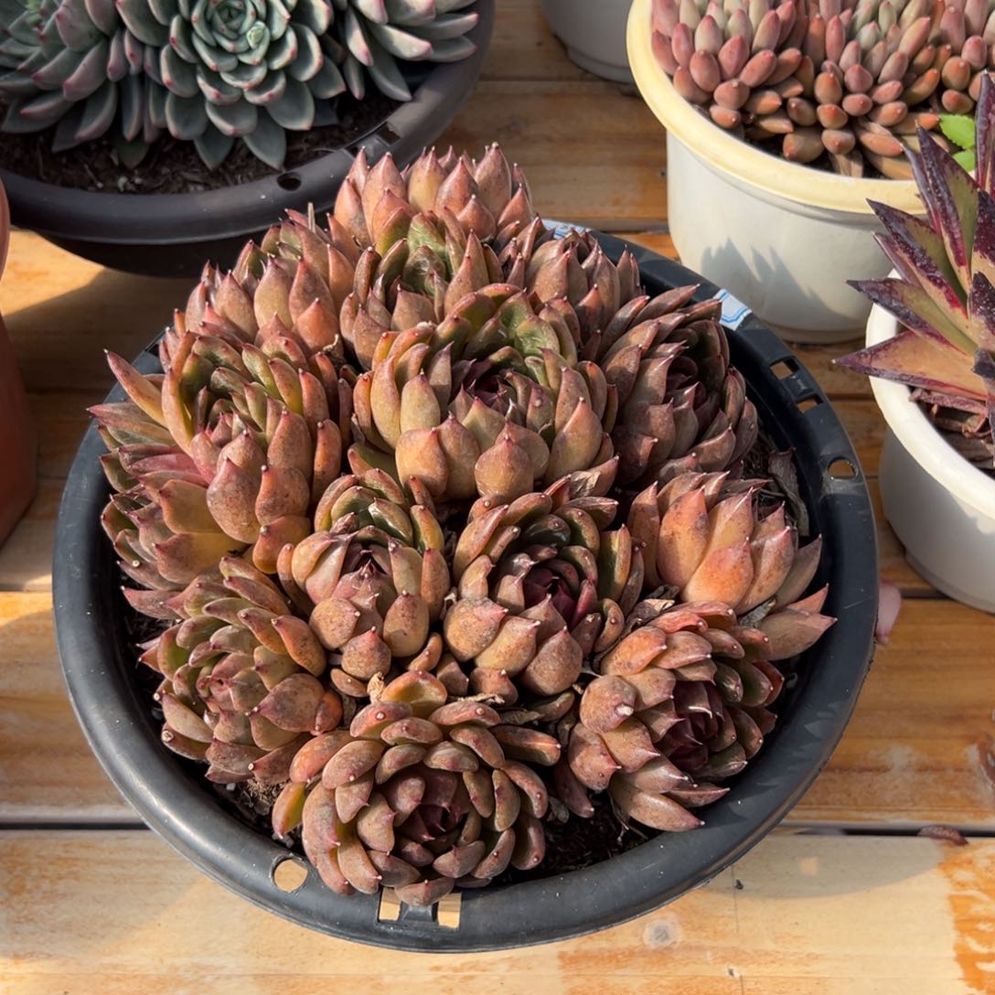 多肉黑水晶【非偏远满18包邮】